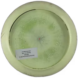 Zeus Paul McBeth 6 Claw ESP (7)