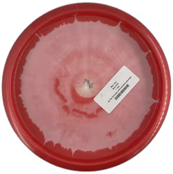 Wombat3 Heatland Open 2024 Halo Star (8)