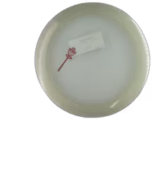 Majesty Active Premium Glow (5)