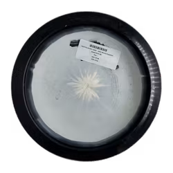 Saint Pro Kristin Tattar - 2022 World Champion Grand Orbit (8)