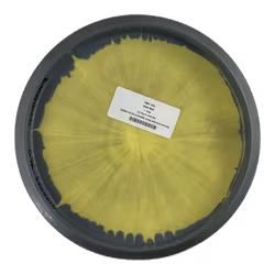 Eternal void Kyle Klein Signature Series (MD4) Horizon s-line (7)