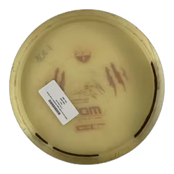 MD3 Innova made Eagle McMahon Claw Stamp C-line Glow (6)