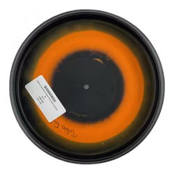 Slammer Sockibomb Raptor Eye Classic Supreme (8)