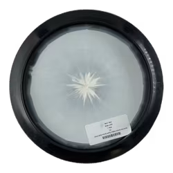 Saint Pro Kristin Tattar Team Series Gold Orbit (7)