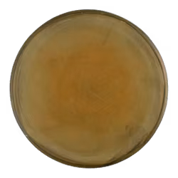 M1.0 Prototype SETI Soft (6)