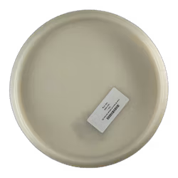 Fuse 20 Years of Latitude 64 Opto (9)