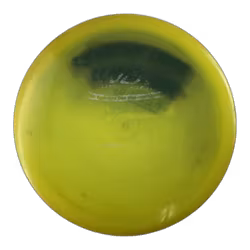 TeeBird PFN Champion (6)