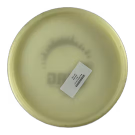 Berg 2020 K1 Glow (7)