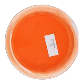 Bear Tournament Orbit (9)