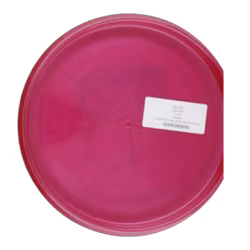 Reko X Anniken K.Steen Tour series 2025 K1 Hard (8)