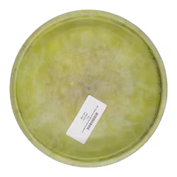 PA-1 Seppo paju Signature Series 400 (7)