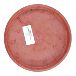 Popcorn Elina Rydberg Team Series Hardy (9)