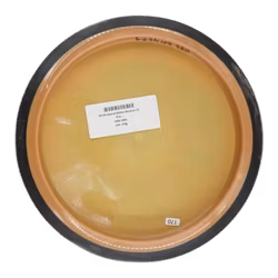 Zenith Special Edition Neutron (7)