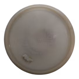 Göte K1 Glow 2022 (6)