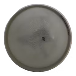 Watt OTB Open 2024 Eclipse (6)