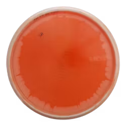 Harp VIP Ice Orbit (6)