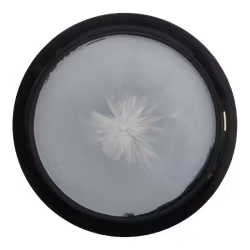 Felon Sockibomb Supreme Orbit (7)