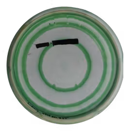Peppermint Steady Ring (8)