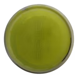 Pure Opto Ice Orbit (8)