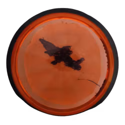 Tesla Proton (6)
