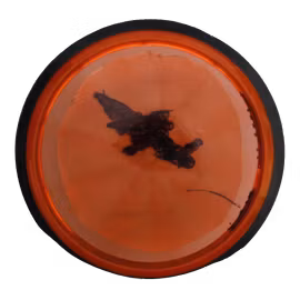 Tesla Proton (6)