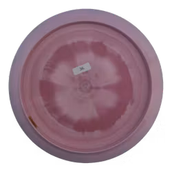 Anax Paul McBeth Six Claw ESP (9)
