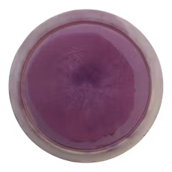 Diamond Opto Ice Orbit (7)