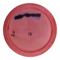 Essence NEO (6)