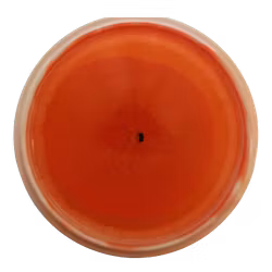Pine VIP X Orbit (7)