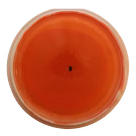 Pine VIP X Orbit (7)