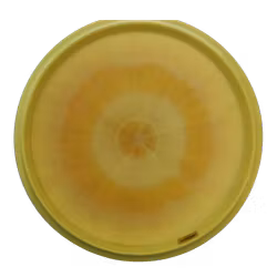 Wasp Ledgestone Edition 2022 ESP Swirl (7)