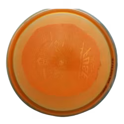 Fuse John E McCray Opto Orbit (7)