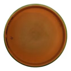 Envy Neutron Soft (7)