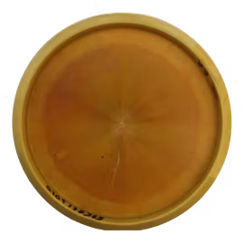 Buzzz SS ESP (6)