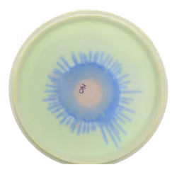 Roc3 Star (9)