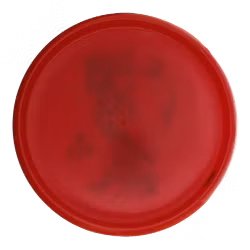 Luna Big Z (7)
