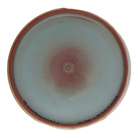 Tempo Neutron (7)