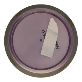 Mayhem Plasma (6)