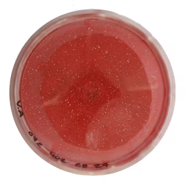 Roc Metal Flake Halo Champion (8)