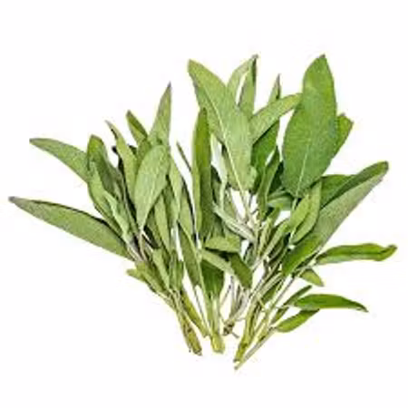 Salvia