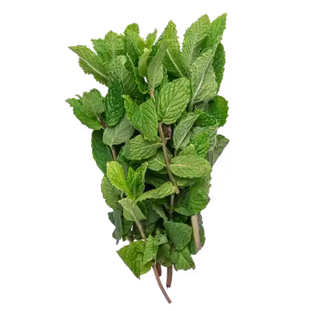 Mynta