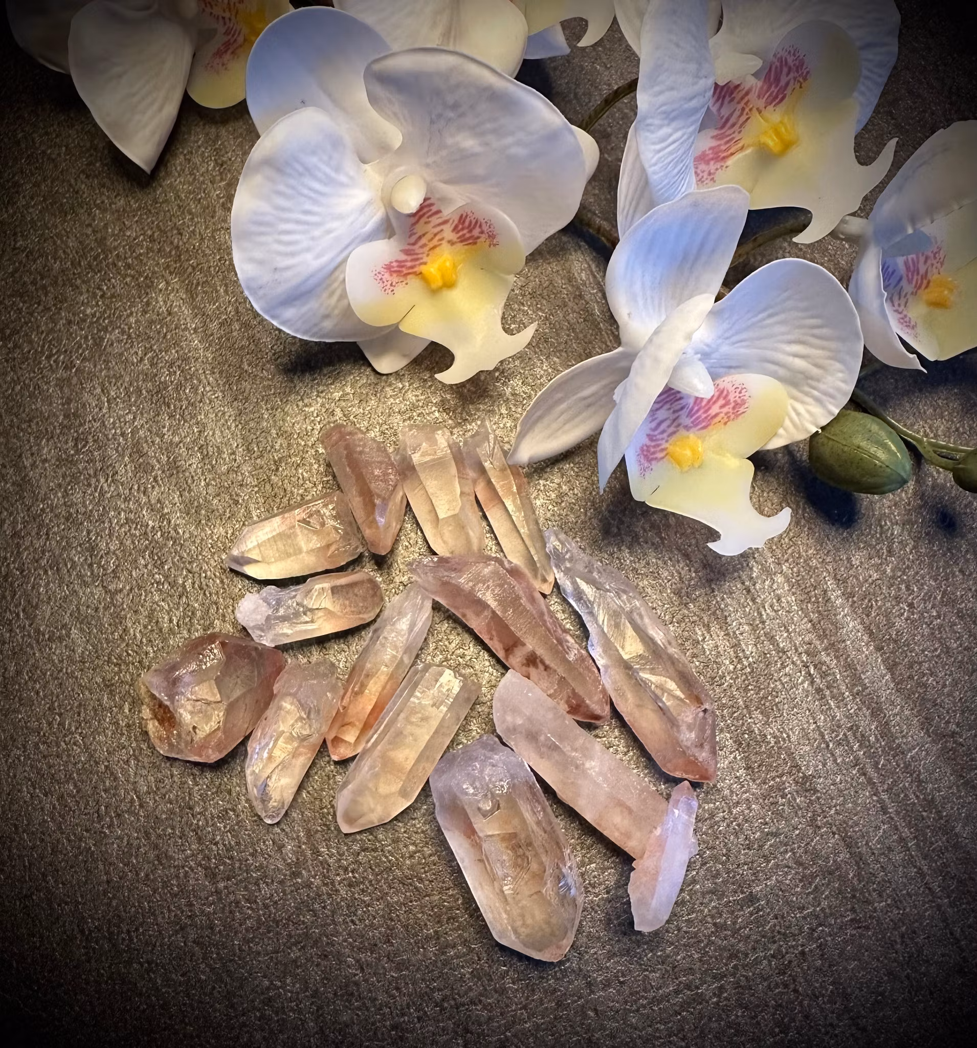 Rosa Lemurian Spets