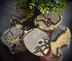 Septarian Polerad