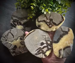 Septarian Polerad