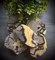 Septarian Polerad