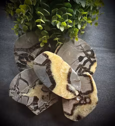 Septarian Polerad