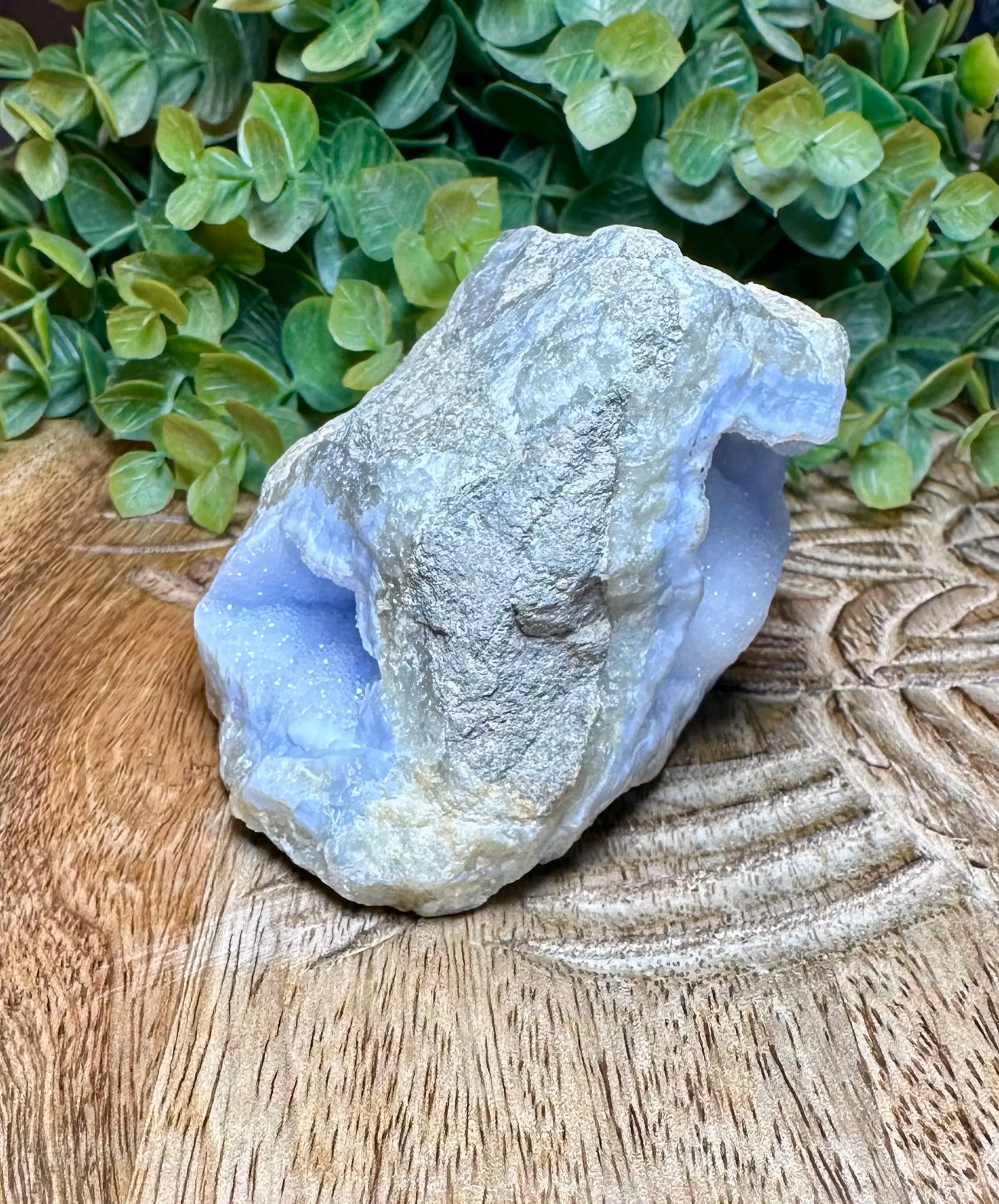 Blue Lace / Blå Bandagat kluster