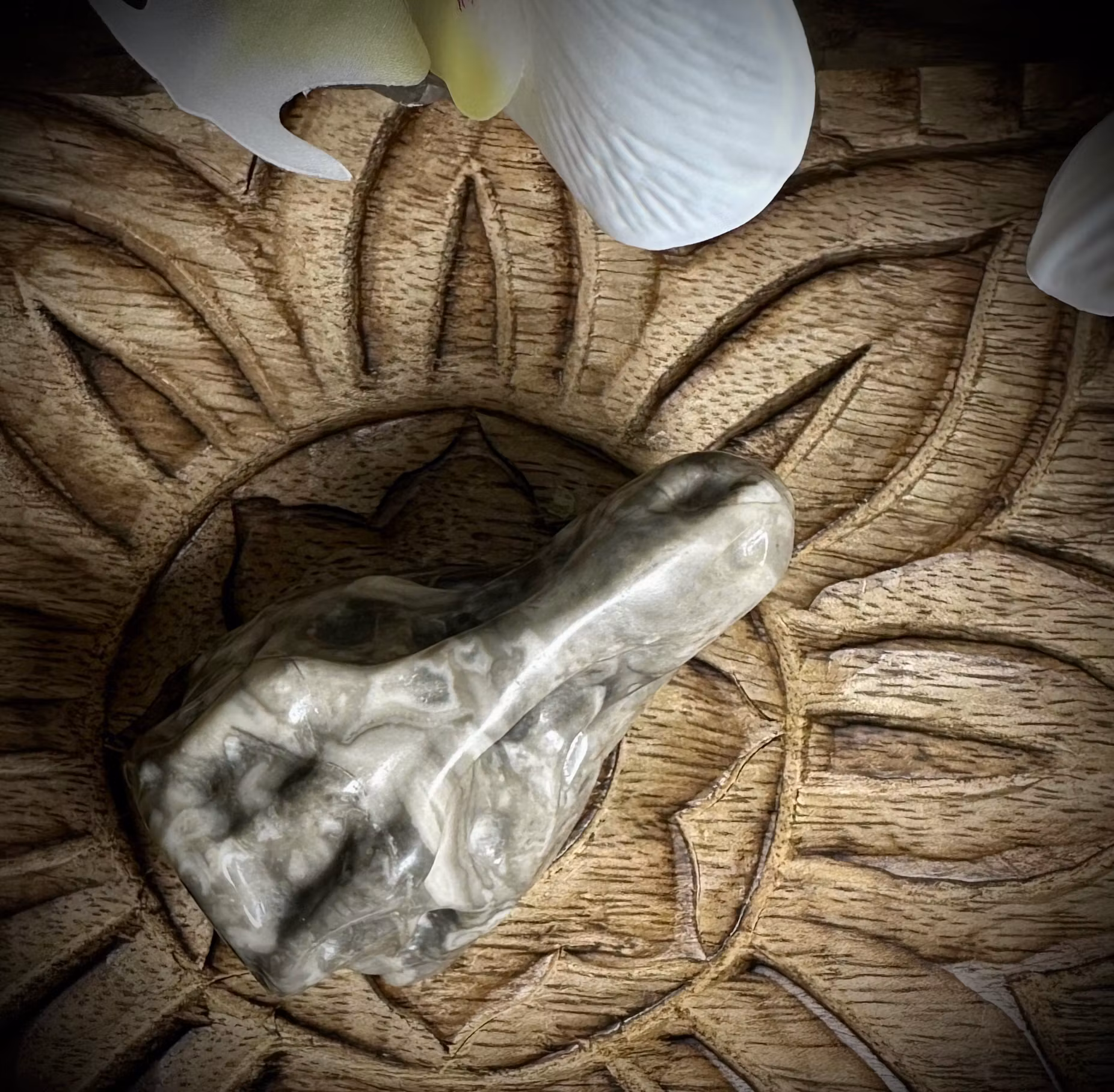 T-REX Carving