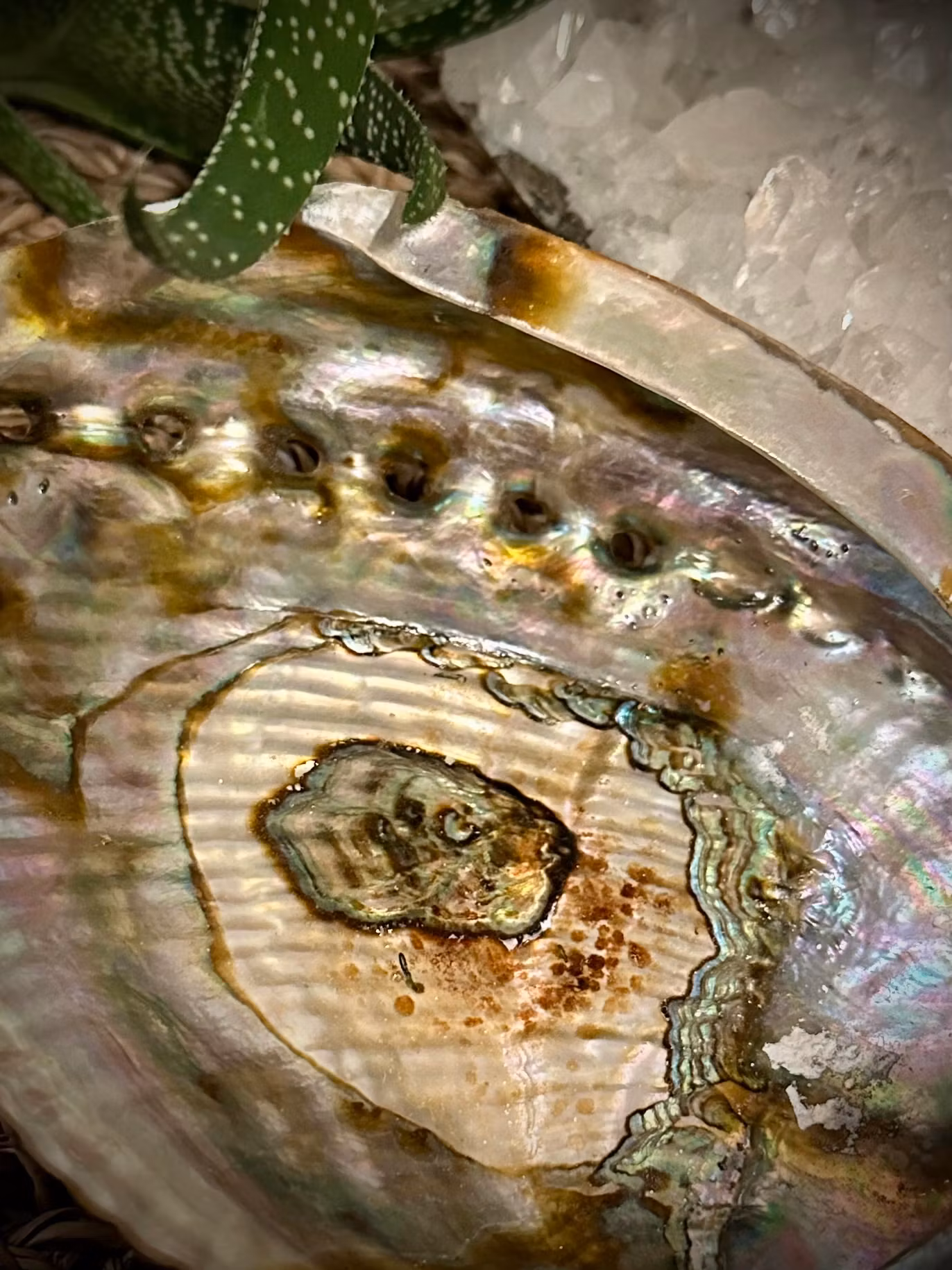 Abalone skal Haliotis Fulgens 15,5 cm