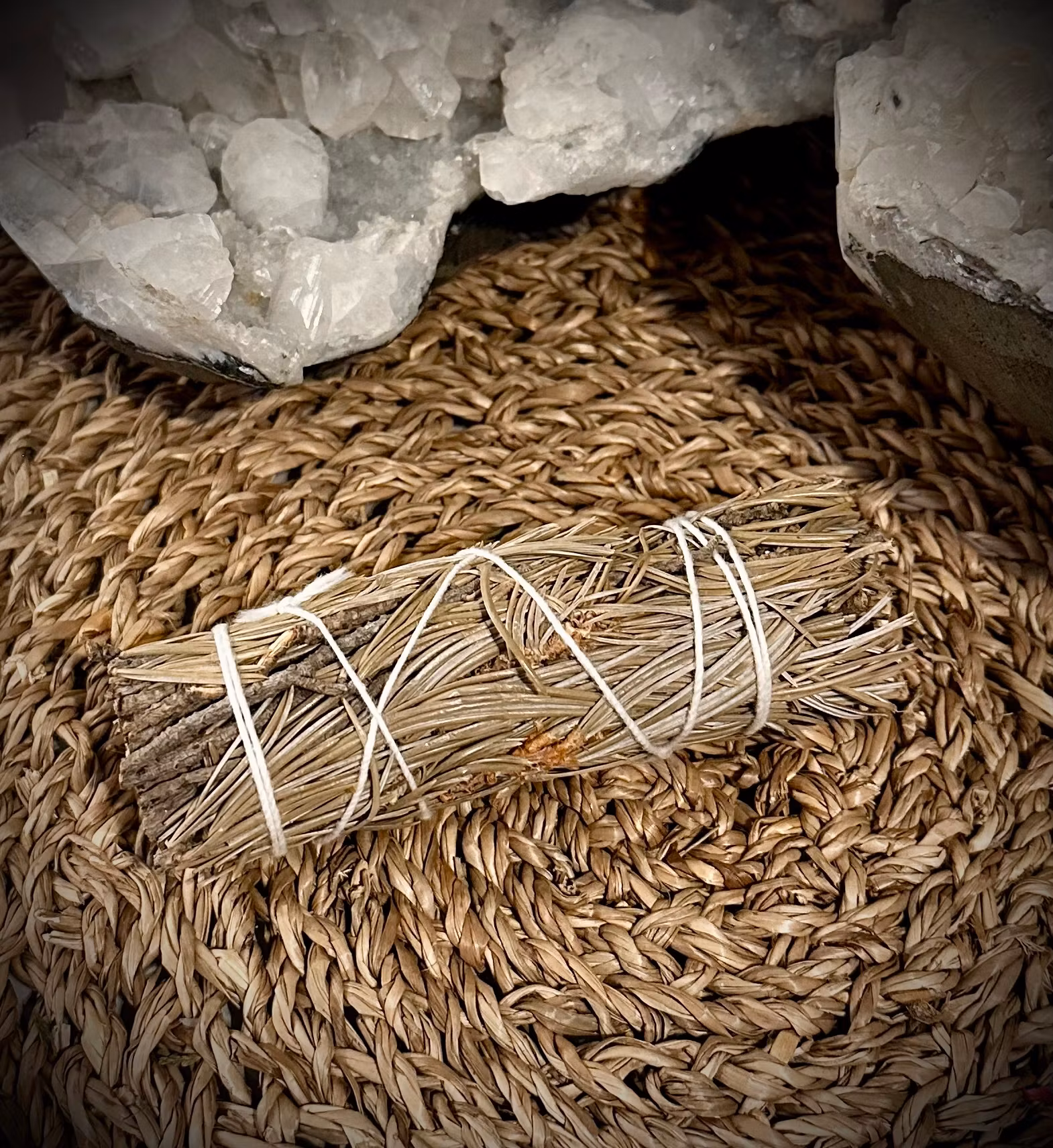 Pine Sage 10 cm